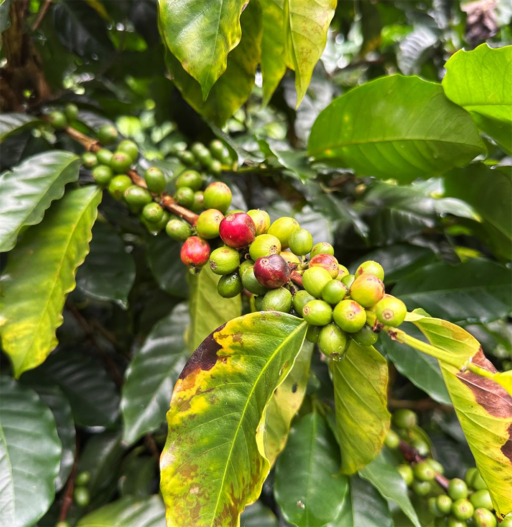 דובדבני קפה על העץ במטע קפה בפנמה. צילום: חסן דלק