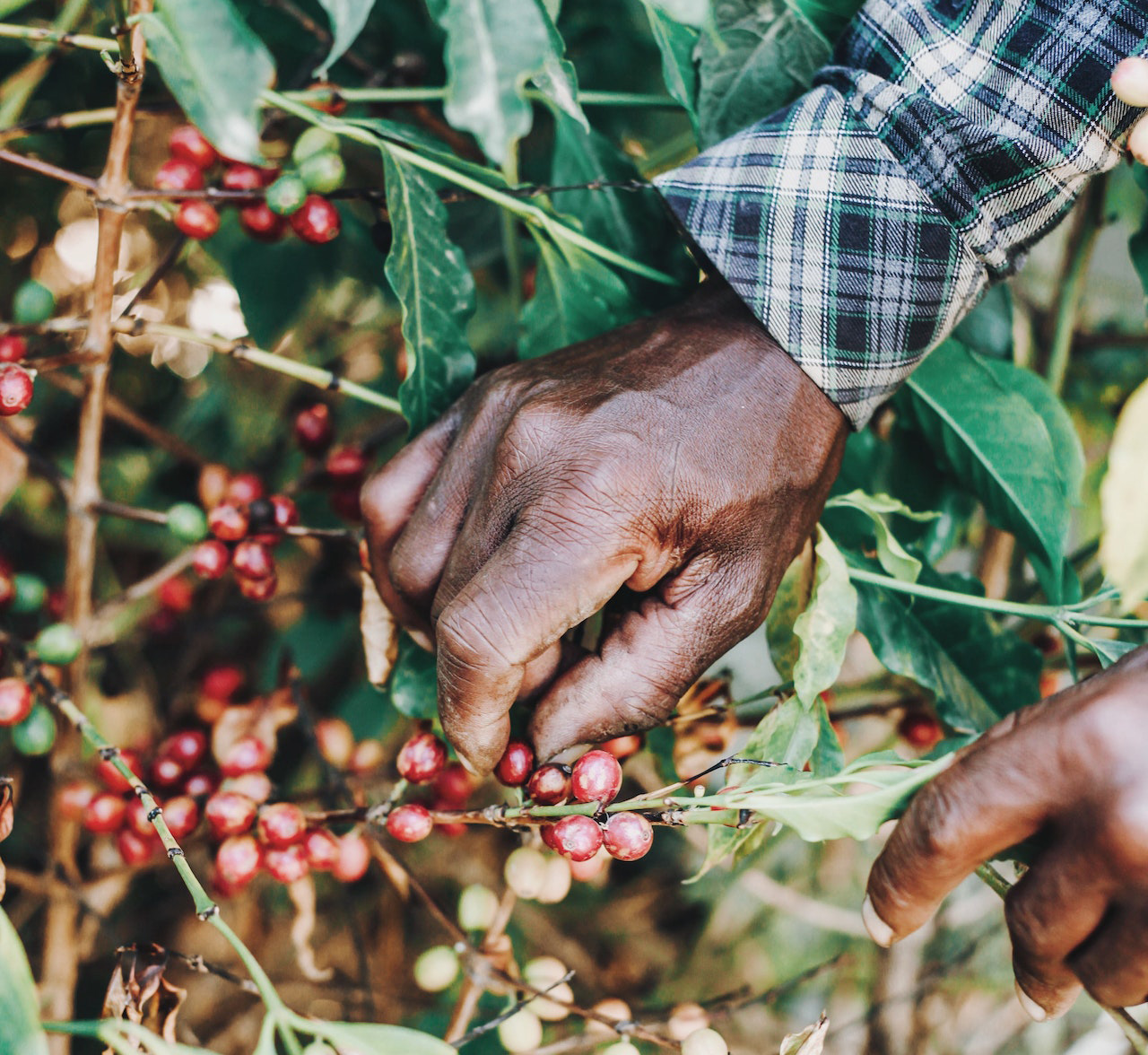 חוואי קפה אפריקאי קוטף קפה. צילום: Og Mpango