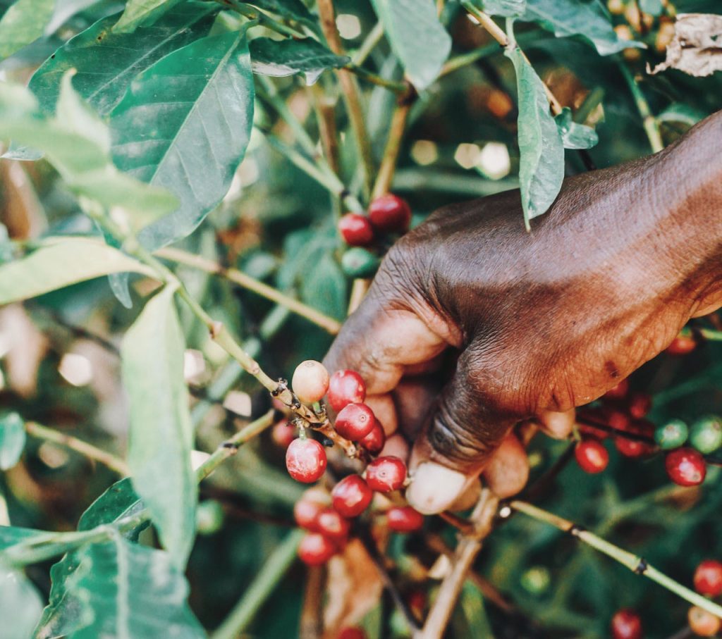 חוואי קוטף דובדבני קפה מהשיח. צילום: Og Mpango
