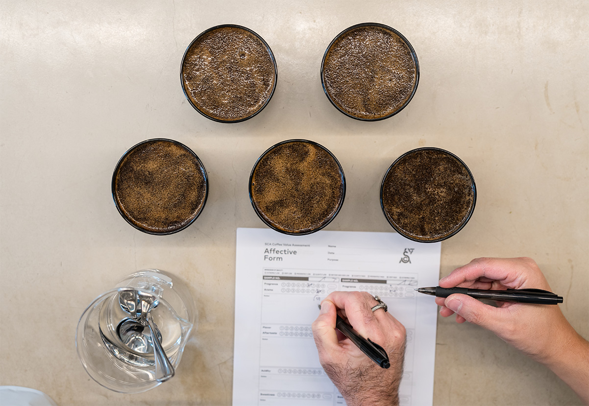 קאפינג - טעימה והערכת קפה לפי שיטה אחידה. צילום: רומן גלוחוי