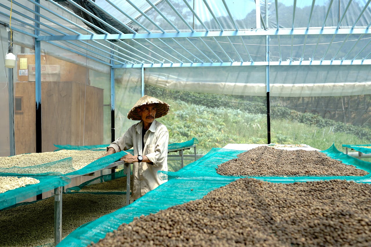 ייבוש פולי קפה בשיטה מסורתית בווייטנאם. צילום: 1500m Coffee