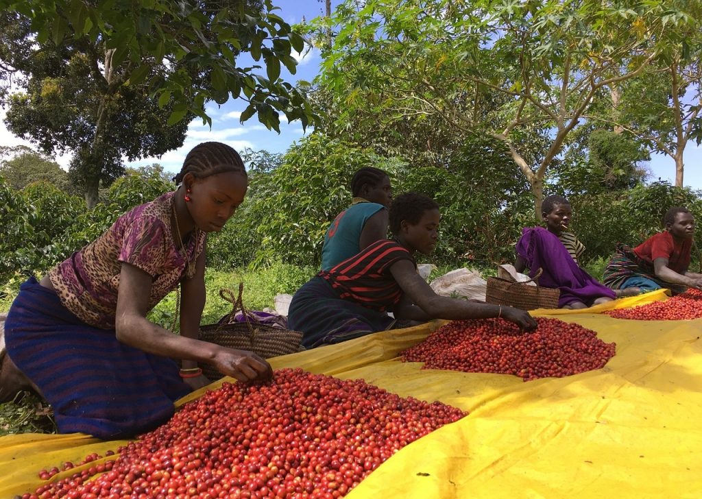 ממיינים דובדבני קפה בחווה באתיופיה. צילום: ningxin23minor