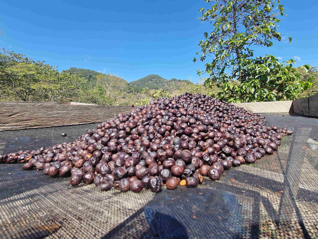 פירות קפה מתייבשים בשמש בחוות Brisas del Congolon בהונדורס. צילום: באדיבות mareterracoffee.com