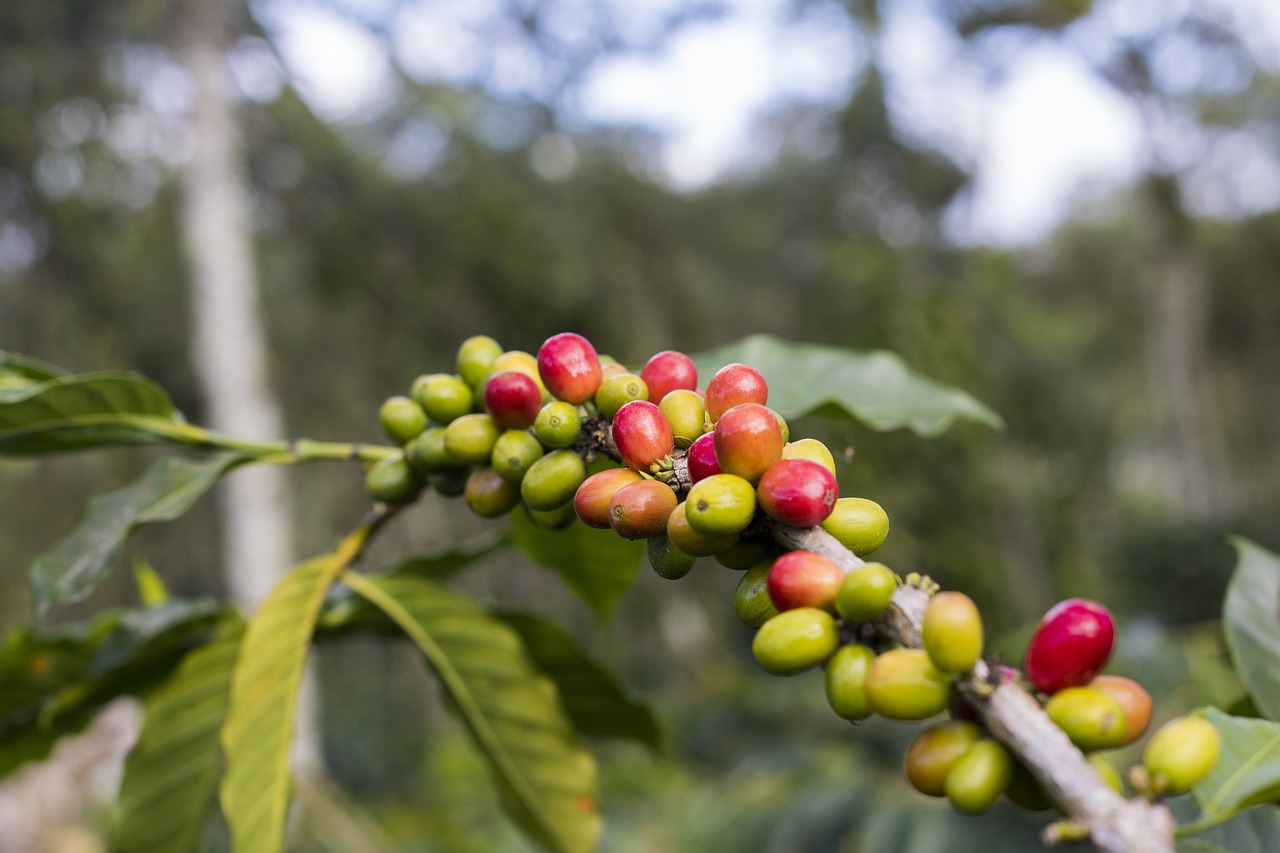 גוף מלא, חומציות מתונה ותערובת הרמונית של טעמים - קפה מהאי יאווה/ג'אווה. צילום: freebiespic