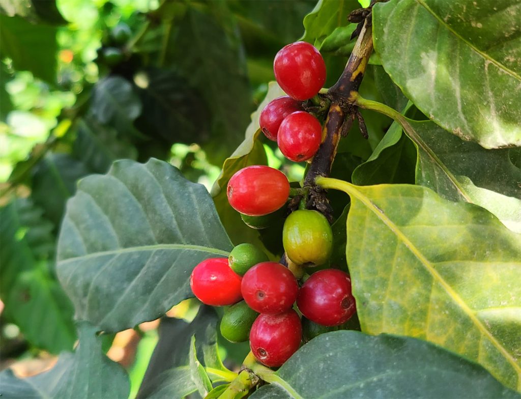 פירות קפה על העץ. צילום: מגזין שותים