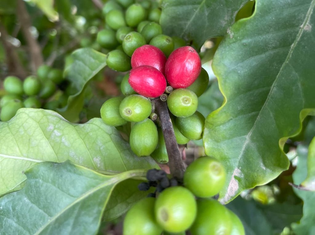 פירות קפה על העץ, בחוות "מטעים" במושב גני טל. צילום: באדיבות חוות "מטעים"
