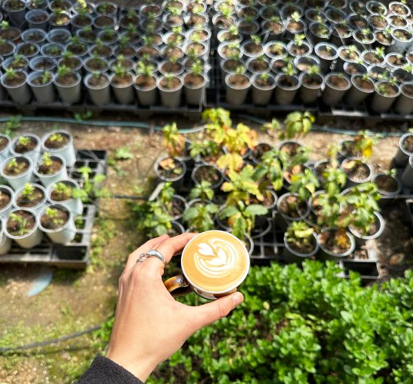 מהשתיל לספל - מסע של קפה ישראלי. צילום: באדיבות חוות הקפה מטעים