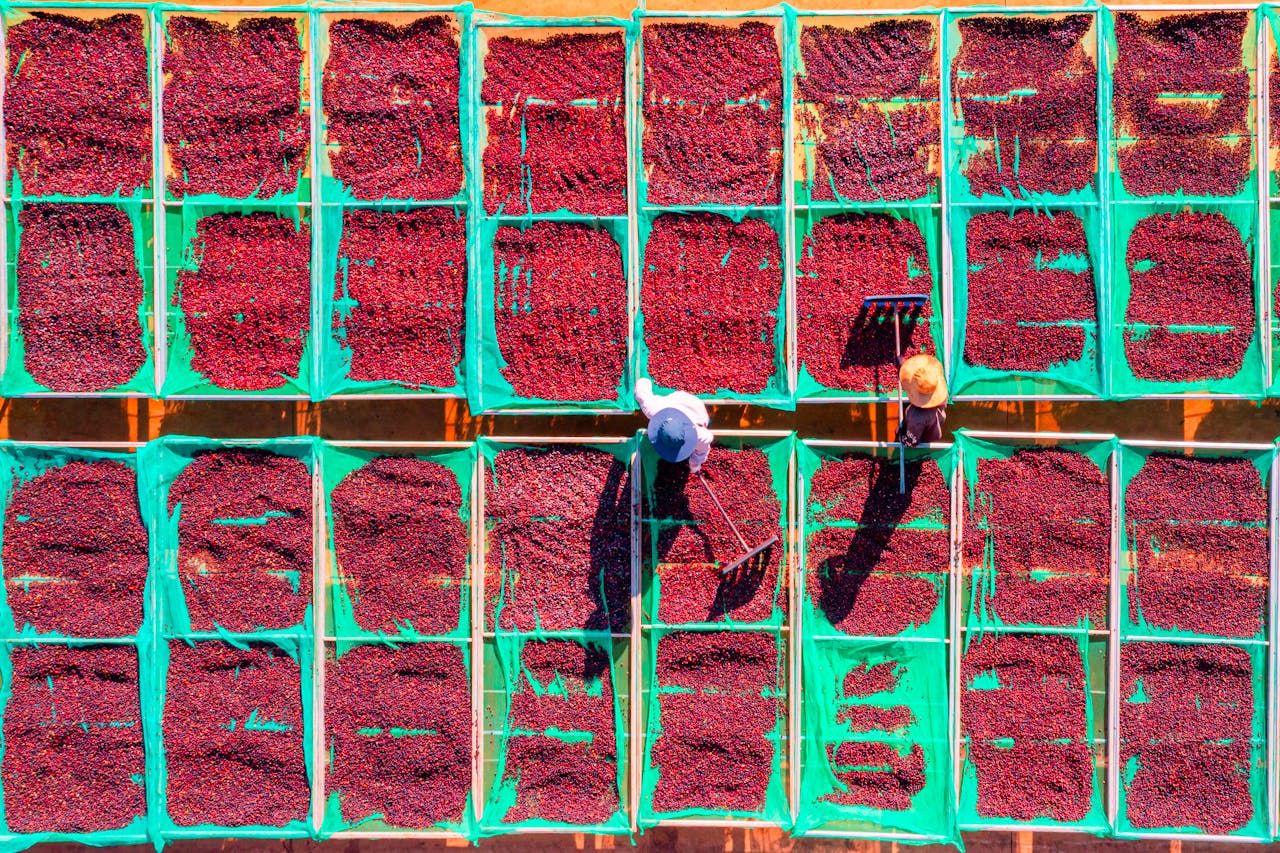 ייבוש פירות קפה מזן רובוסטה בווייטנאם בשיטת העיבוד הטבעי. צילום: Phạm Quý