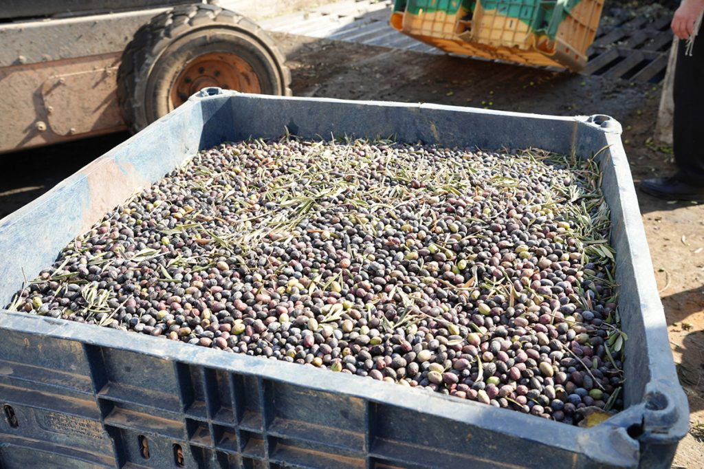 זיתים במסיק. צילום: יד מרדכי