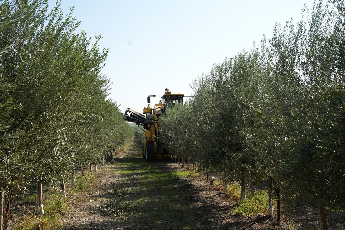 בוצרת במסיק זיתים. צילום: יד מרדכי