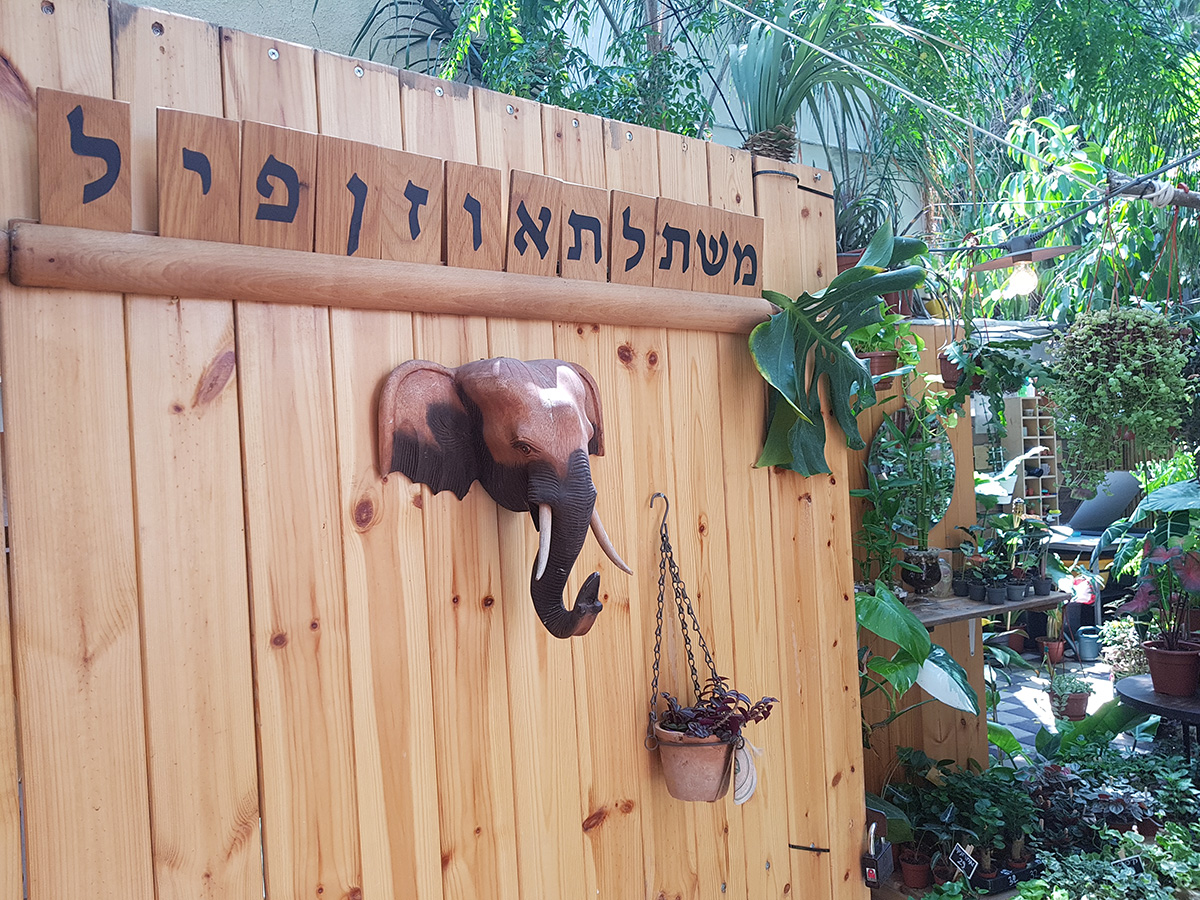 משתלת אוזן פיל בתל אביב. צילום: מגזין שותים