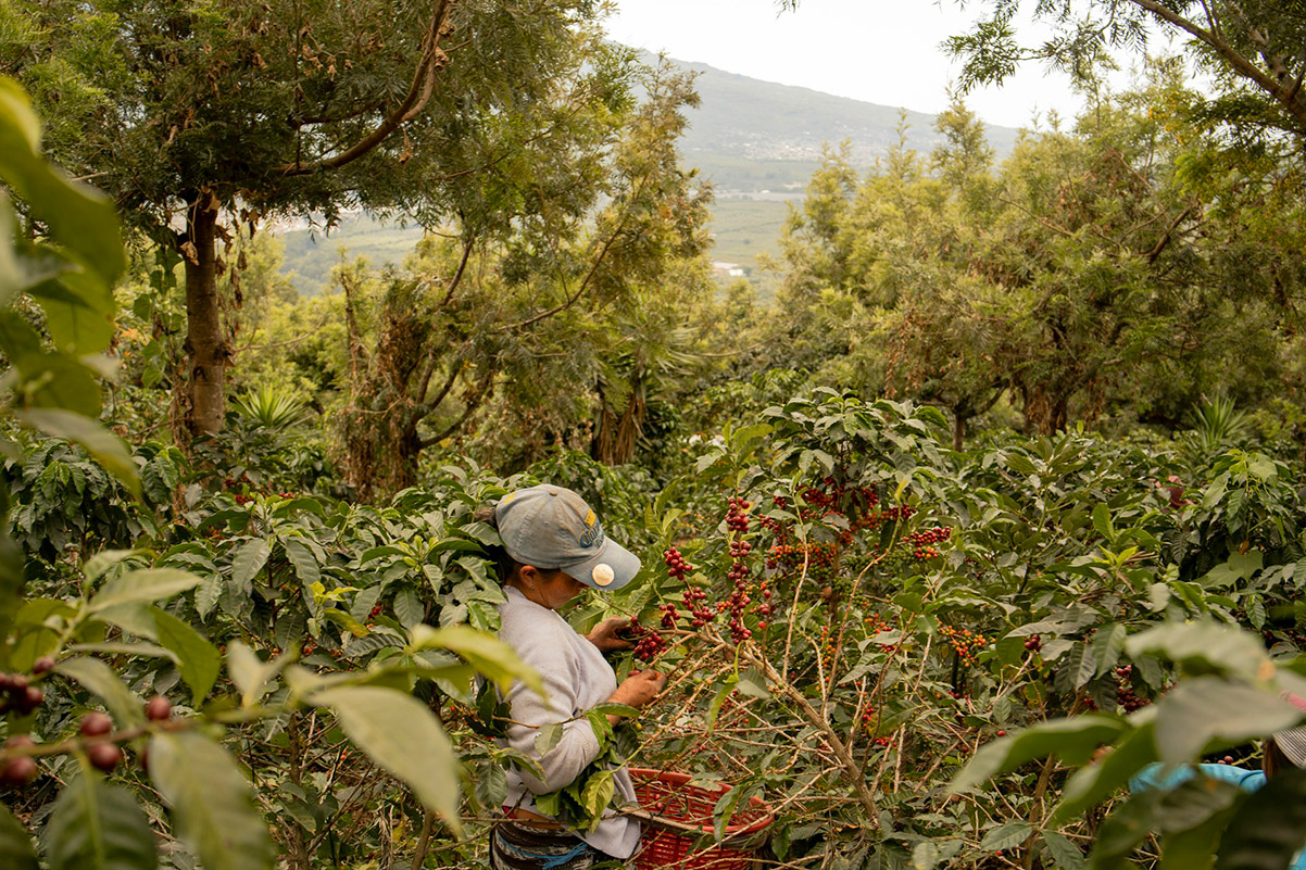 חקלאית קוטפת קפה במטע בגואטמלה. צילום: Shelby Murphy Figueroa
