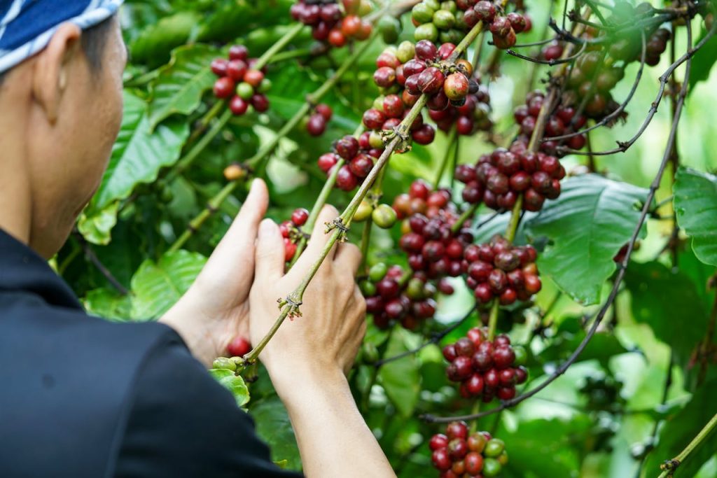 חקלאי קוטף פירות קפה רובוסטה בווייטנאם. צילום: 1500m Coffee