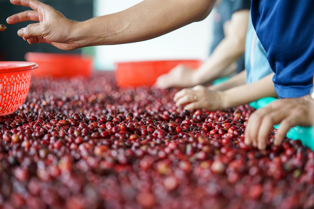 מיון דובדבני קפה בווייטנאם. צילום: 1500m Coffee