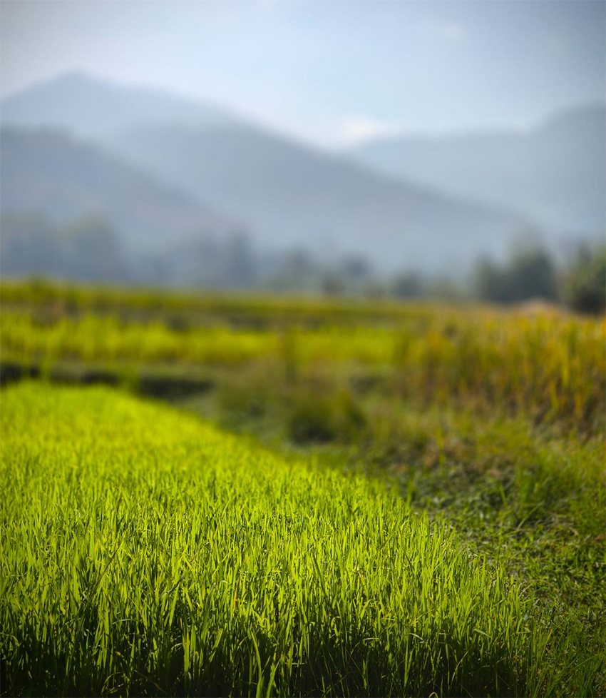 שדות אורז בפאתי לואנג פרבאנג בלאוס. צילום: מעין לוי