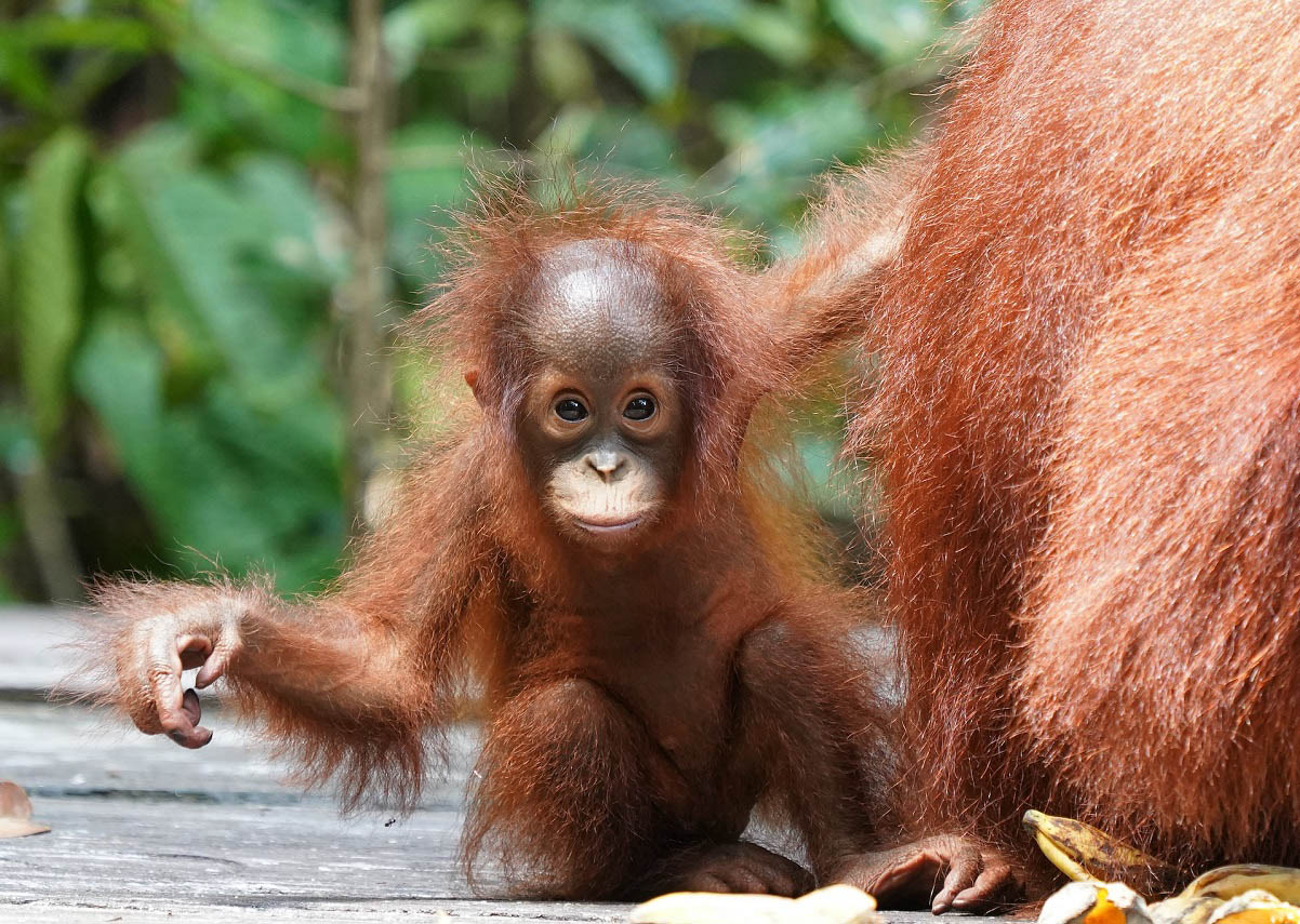 תינוק אורנגאוטן בג'ונגלים של סומטרה. צילום: Bob Brewer