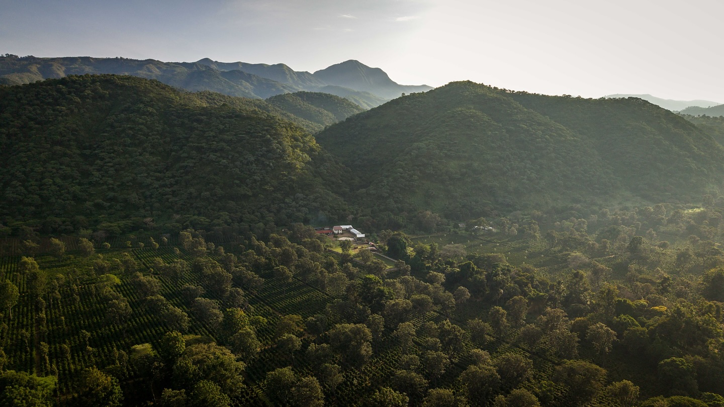 חוות הקפה Utengule בטנזניה, נוסדה ב-1919. צילום: אינסטגרם @utengulecoffee