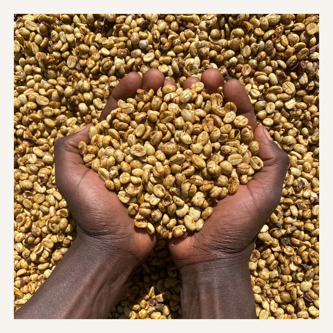 פולי קפה בעיבוד דבש בחוות אוטנגולה בטנזניה. צילום: אינסטגרם @utengulecoffee