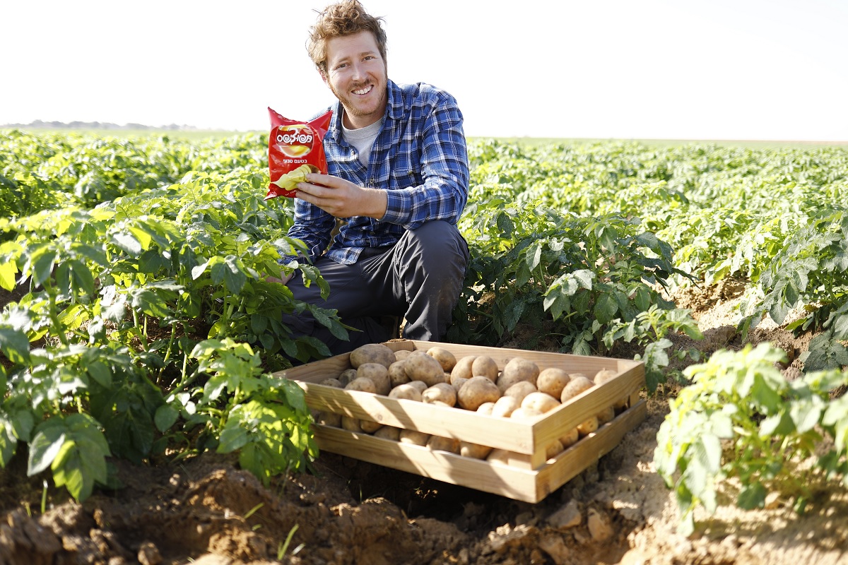 שדות תפוחי האדמה של תפוצ'יפס בדרום אדום. צילום: ליאור נורדמן