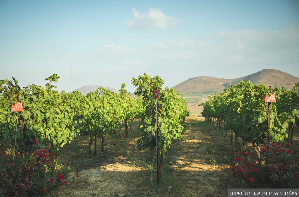 כרם של יקב תל שיפון ברמת הגולן. צילום: באדיבות יקב תל שיפון