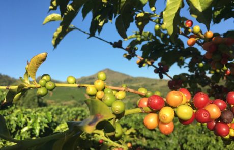 מאקרו ומיקרו בקפה: "בוקר אחד קפה אתיופי פרחוני, ביום אחר סומטרה ארצית"