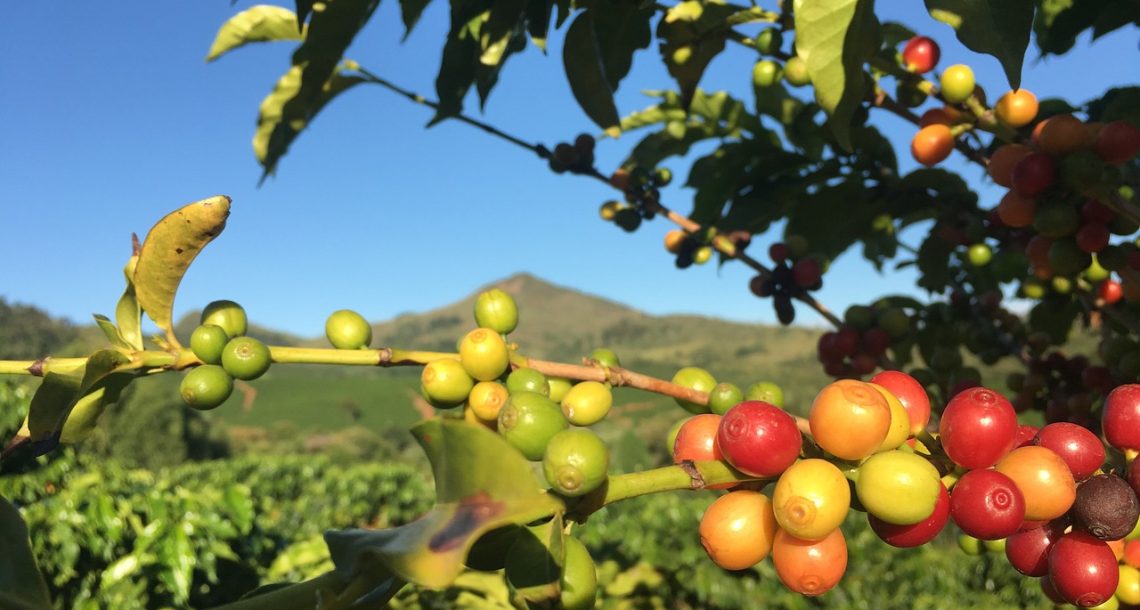 מאקרו ומיקרו בקפה: "בוקר אחד קפה אתיופי פרחוני, ביום אחר סומטרה ארצית"