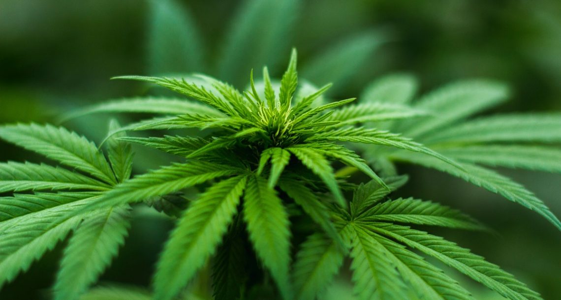 לגליזציה של קנאביס בישראל עברה בוועדת השרים לחקיקה