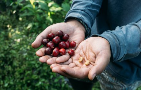 קפה בעיבוד טבעי, שטוף, דבש או אנאירובי? כך תחלטו אותם נכון