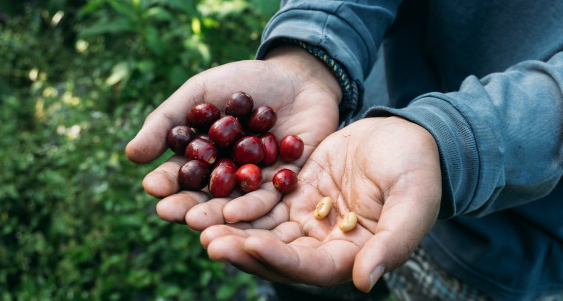 קפה בעיבוד טבעי, שטוף, דבש או אנאירובי? כך תחלטו אותם נכון