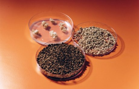 האם הקפה הכי תאים לא צומח במטע? coffeesai מפתחים קפה מתורבת במעבדה