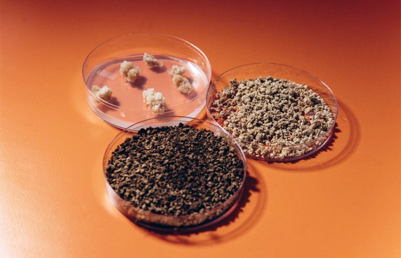 האם הקפה הכי תאים לא צומח במטע? coffeesai מפתחים קפה מתורבת במעבדה