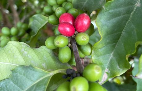 האם אפשר לגדל קפה בישראל, ושיהיה טעים? חוות "מטעים" מוכיחה שכן – ואפילו זכתה איתו בפרס