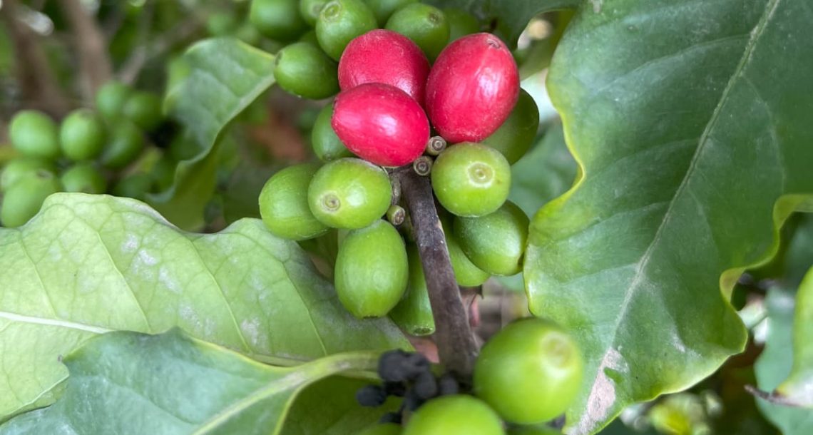 האם אפשר לגדל קפה בישראל, ושיהיה טעים? חוות "מטעים" מוכיחה שכן – ואפילו זכתה איתו בפרס