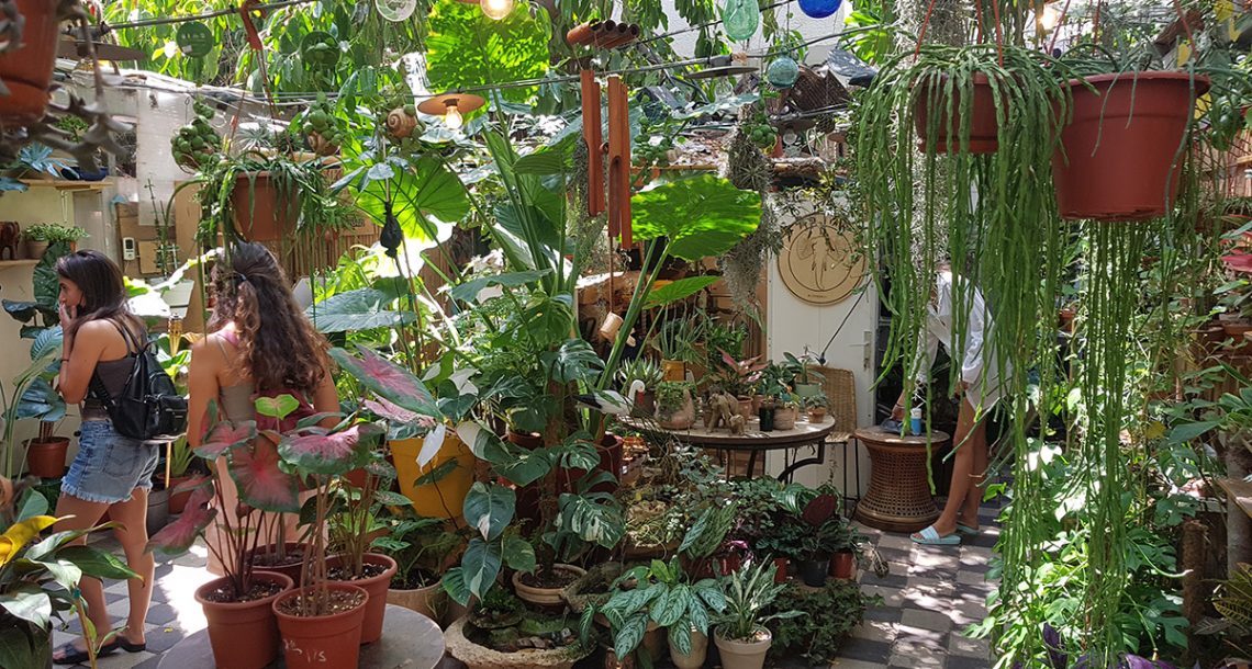 אוזן פיל: איך הפך הבר הדיזנגופאי לג'ונגל אורבני נסתר