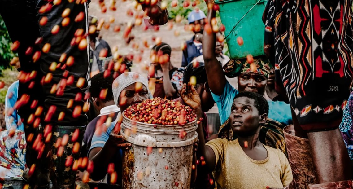 ההימור שהצליח: אחוזה בת 107 שמפיקה קפה ספיישלטי אפריקאי אמיתי