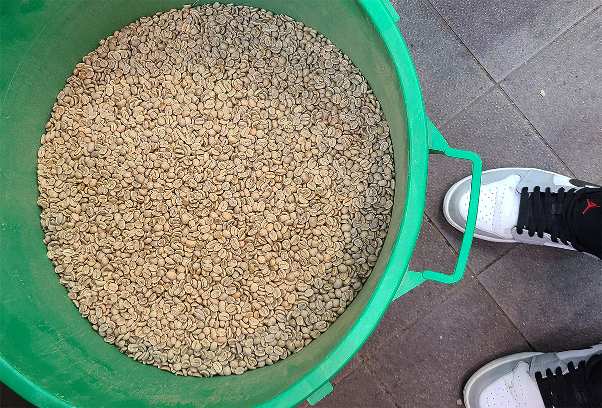 התערובת שלכם - פולי קפה ירוקים לפני קלייה. צילום: מגזין שותים