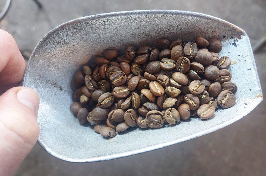 פולי קפה קלויים זמביה AAA. צילום: איתי שקד